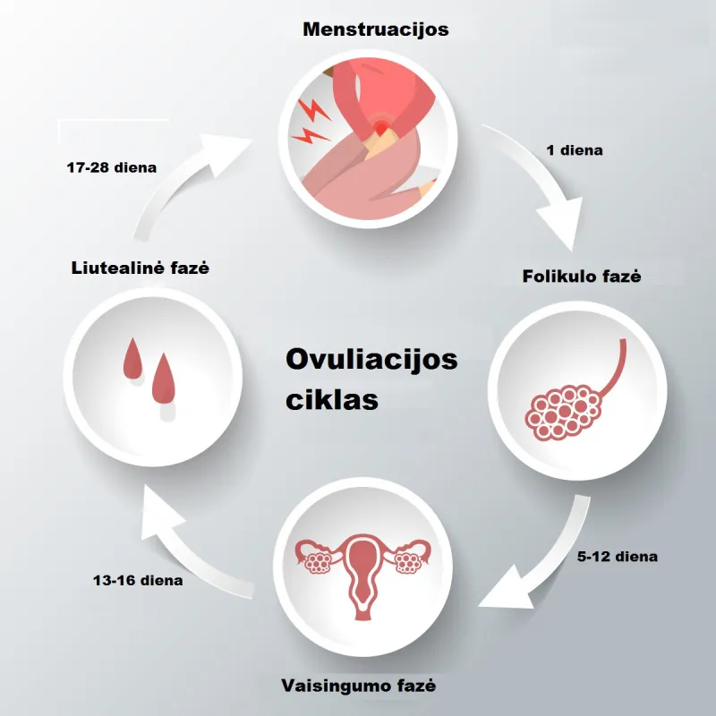 Seksas per ovuliaciją