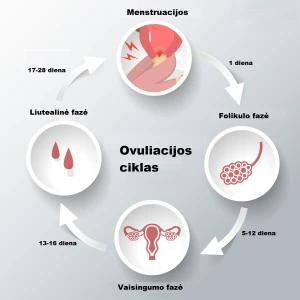 Seksas per ovuliaciją